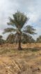 نخل للبيع بجميع انواعه ومقاساته