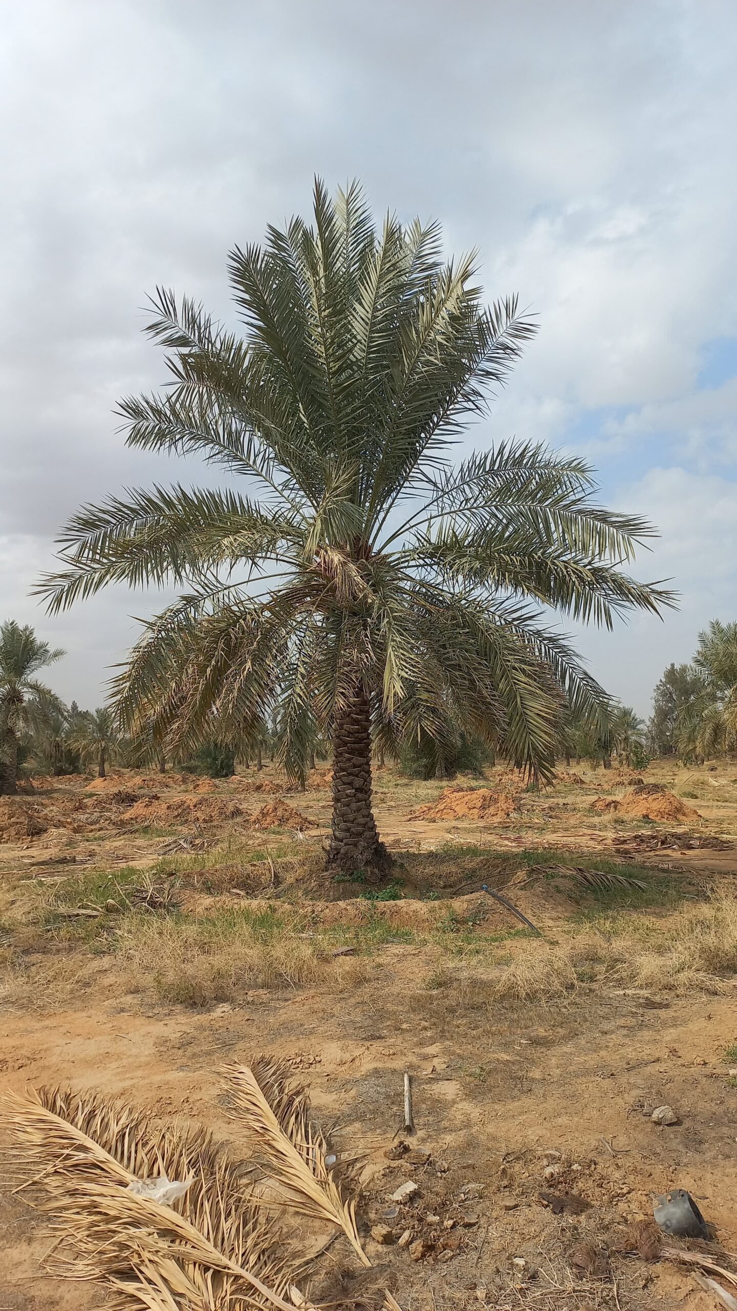 نخل للبيع بجميع انواعه ومقاساته