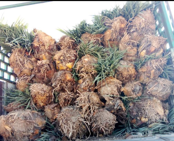 توريد جميع انواع النخيل وتركيب الشبوك القصيم