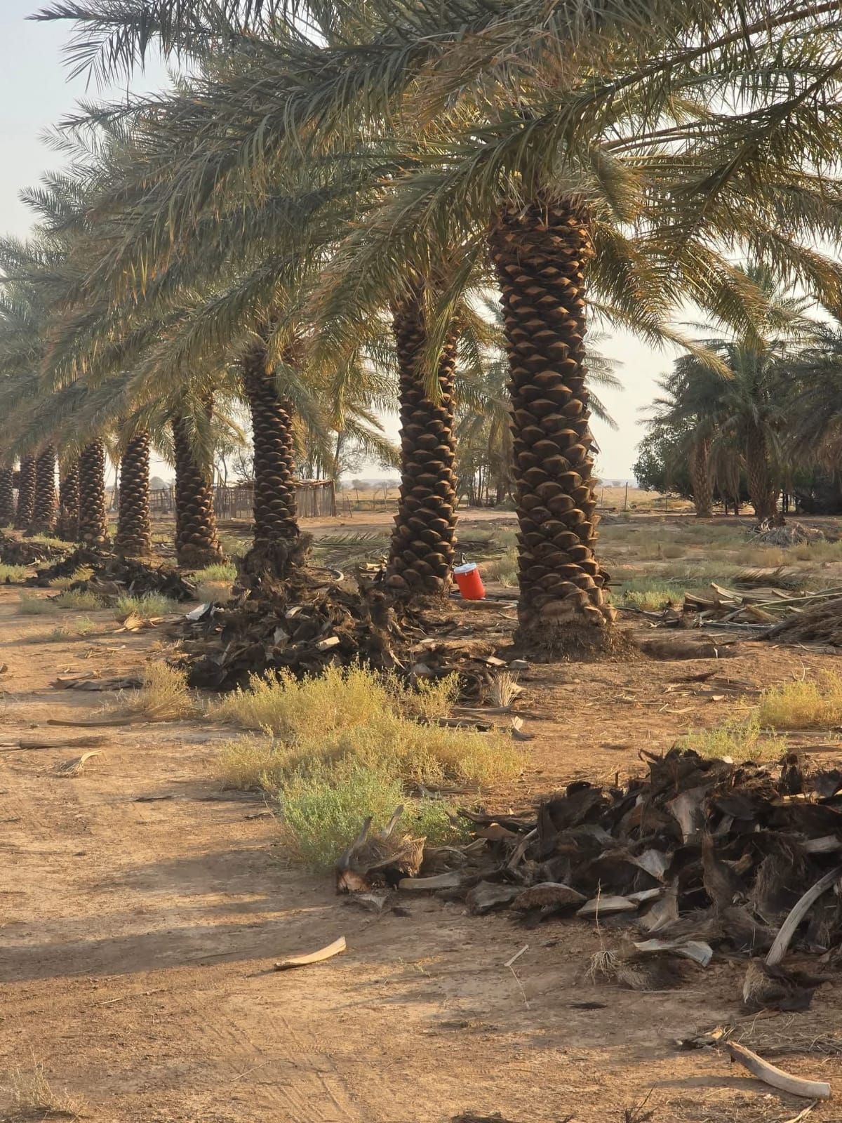 نقيل عربي جميع المقاسات فاخره