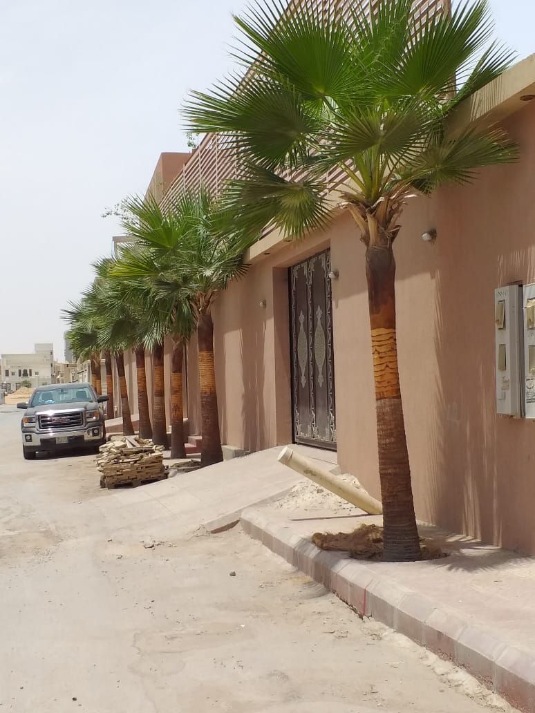 نخل وشنطانياء