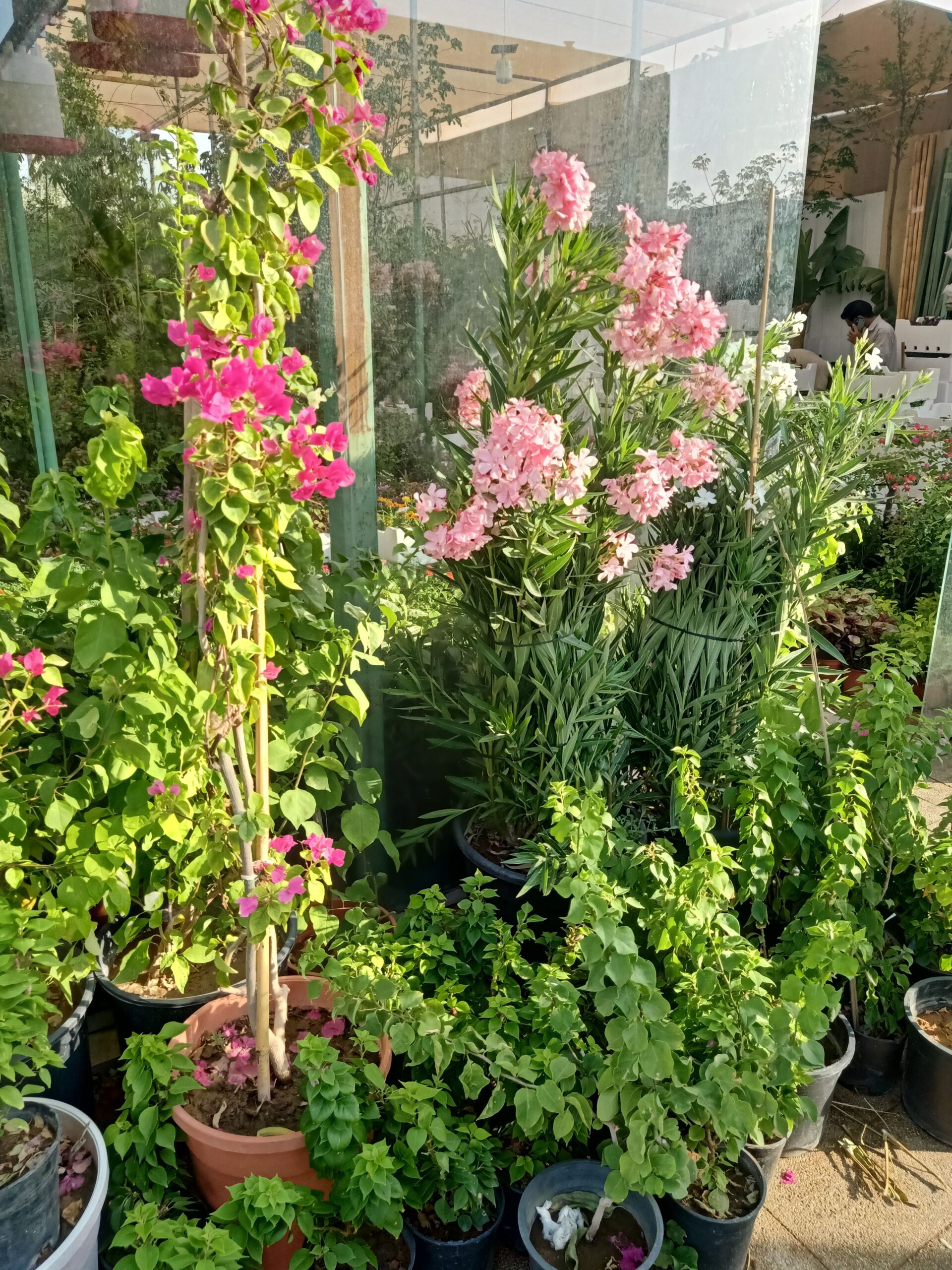 مشتل زراعي الرياض حي الملقا طريق الملك سلمان