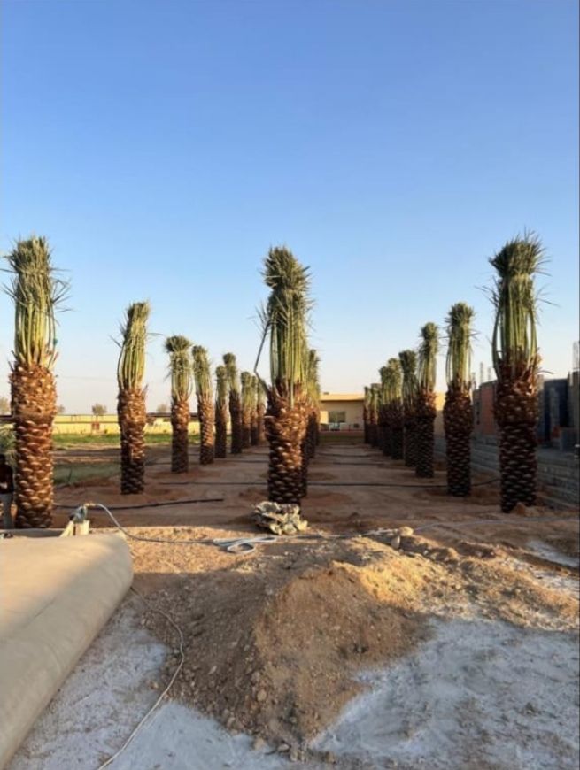 يوجد لدينا جميع انواع النخيل المثمر والواشنطن الزي