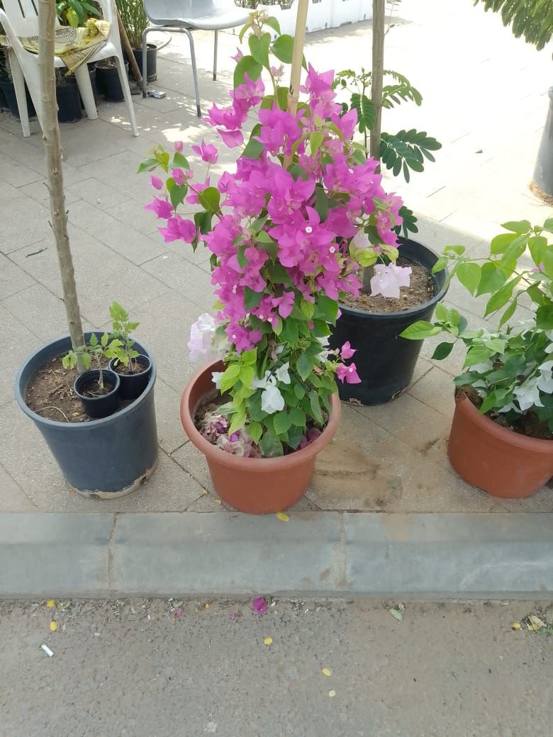 مشتل زراعي الرياض حي الملقا طريق الملك سلمان