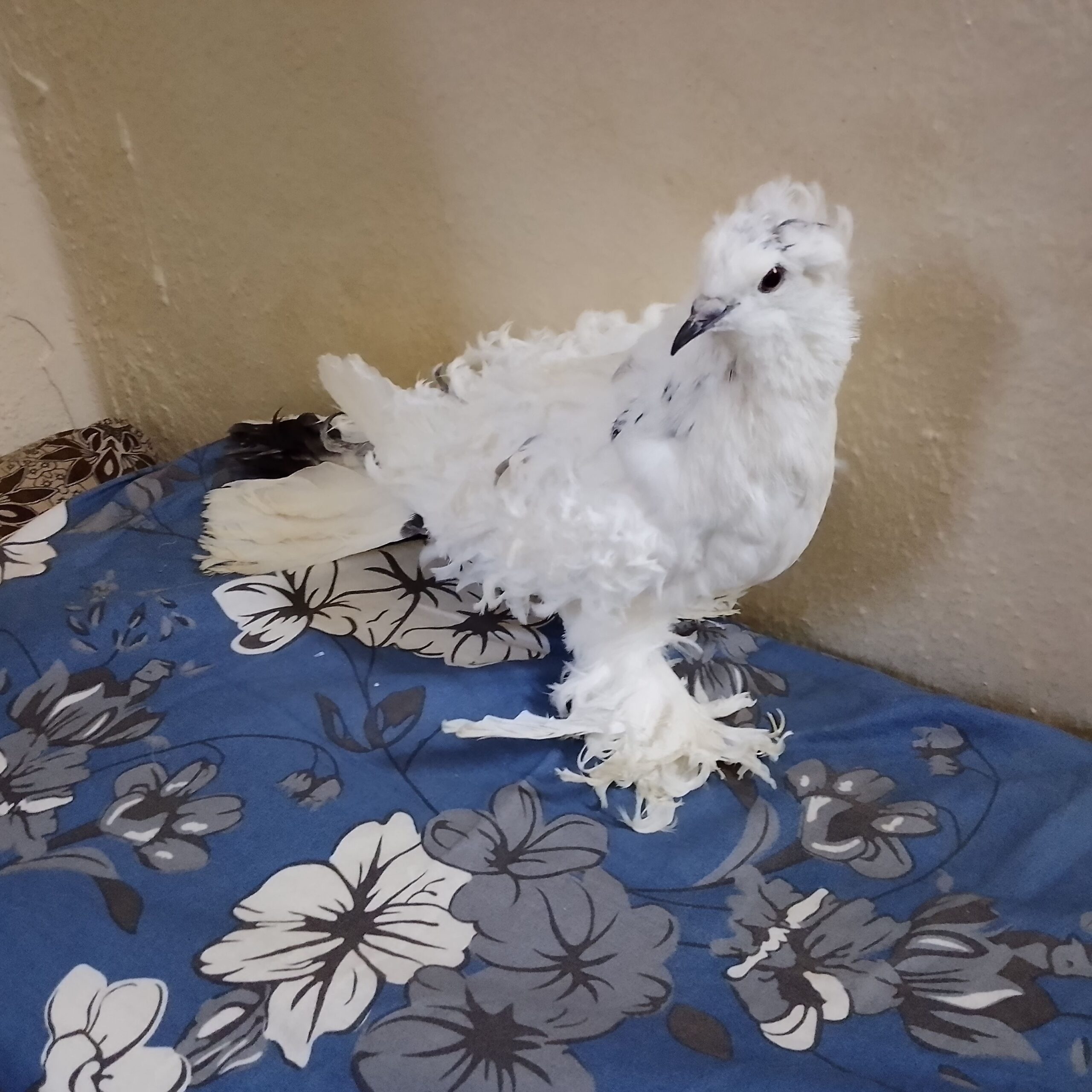 صامطه الخظراء