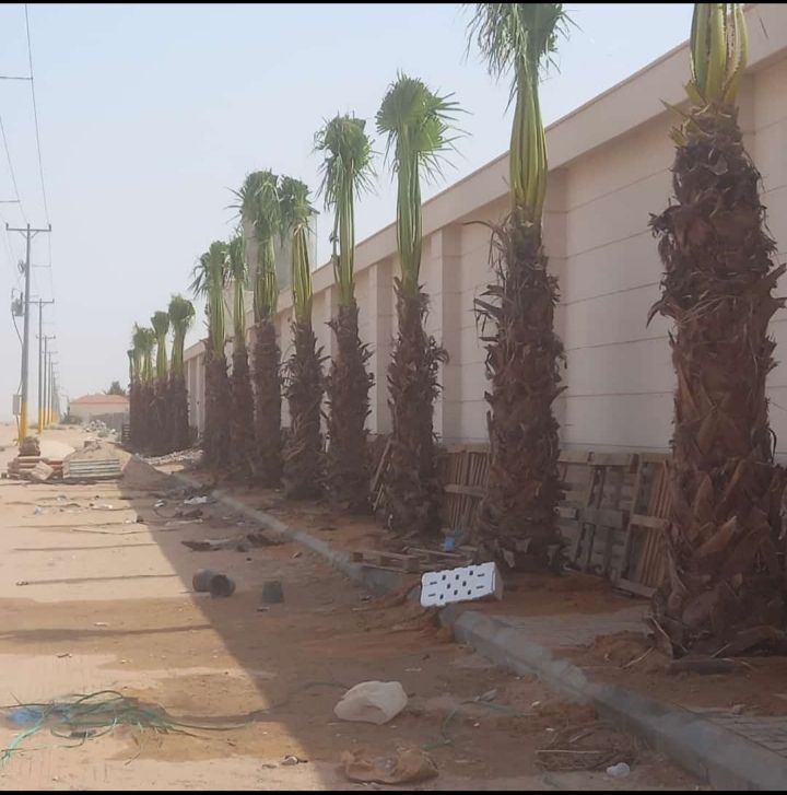 يوجد لدينا جميع انواع النخيل المثمر والواشنطن الزي