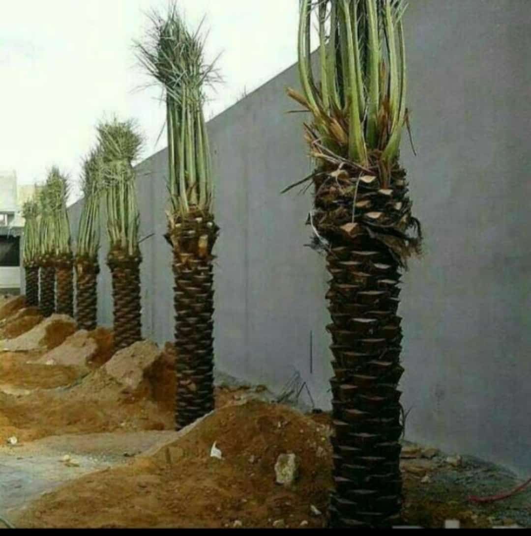 نخل للبيع بجميع انواعه ومقاساته