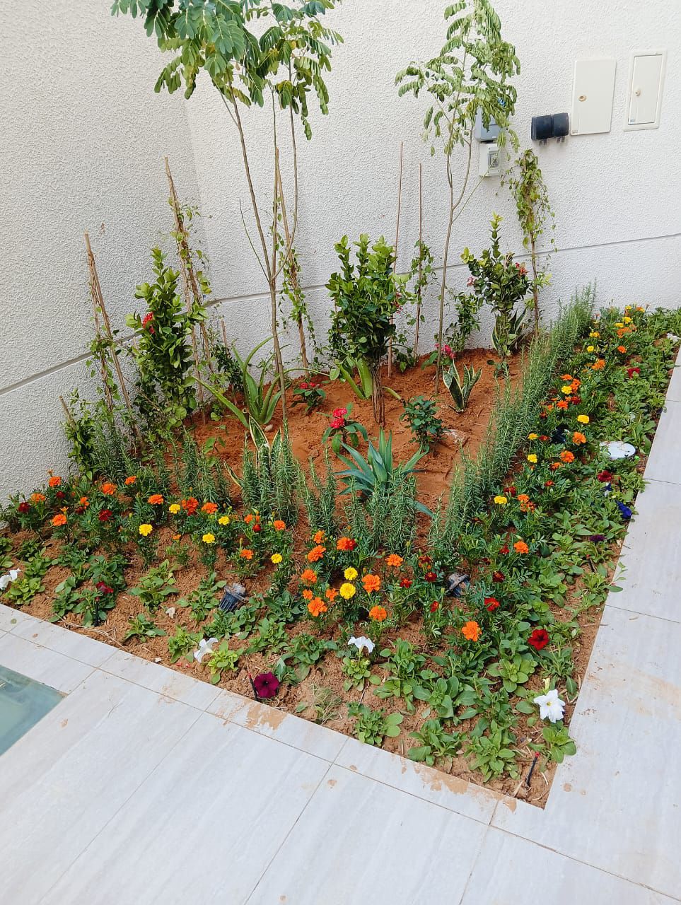 مشتل زراعي الرياض حي الملقا طريق الملك سلمان