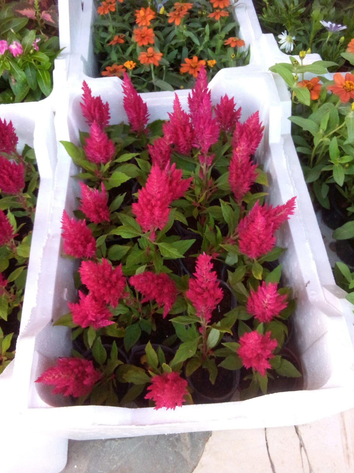 تنسيق الحدايق بالزهور