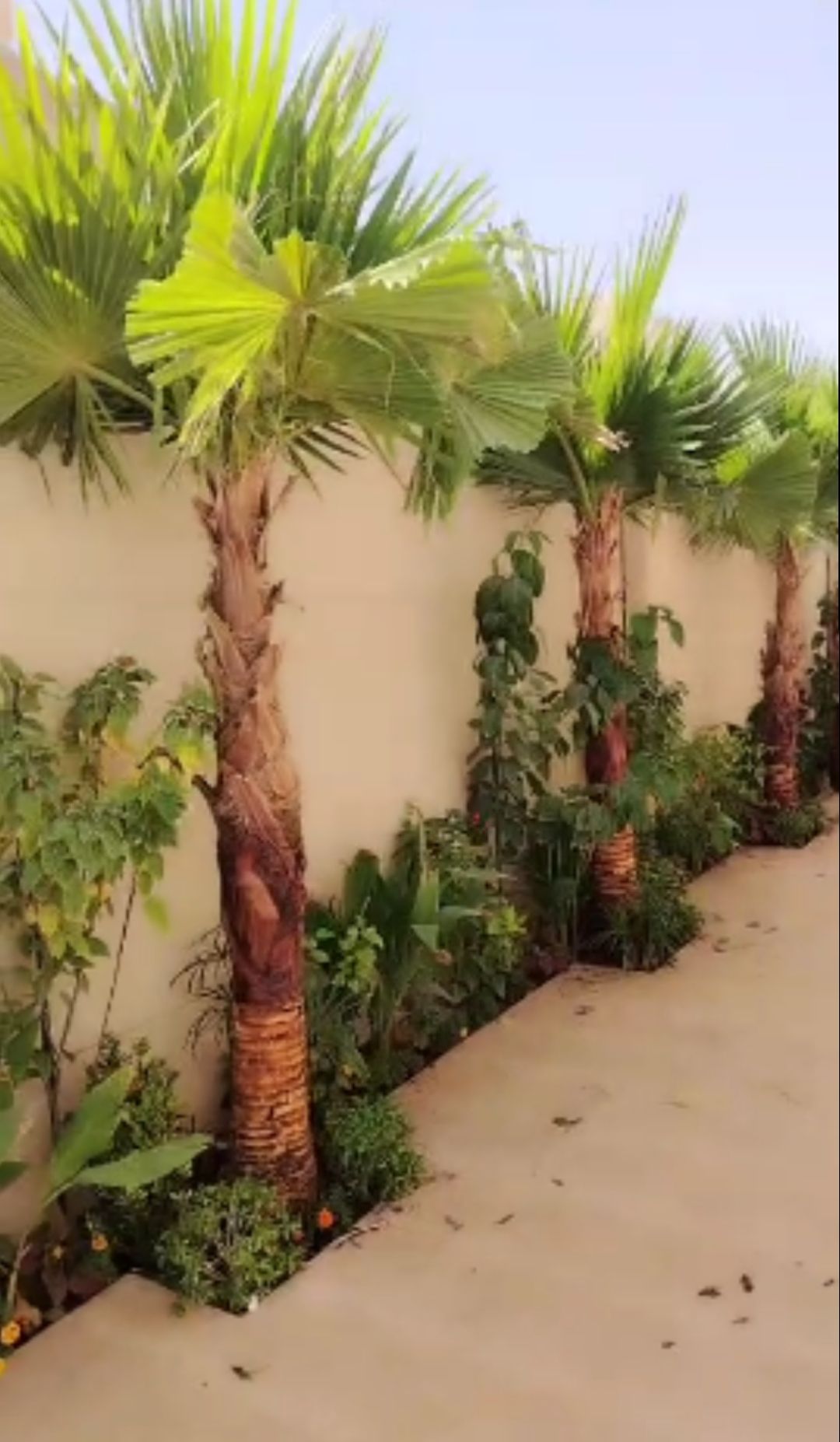 نخل وشنطونيا نخل عربي سرو ايطالي اشجار زيتون معمر