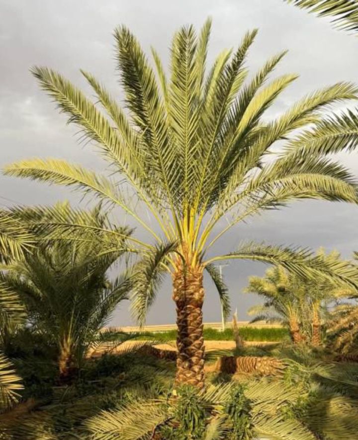 توريد جميع انواع النخيل وتركيب الشبوك القصيم