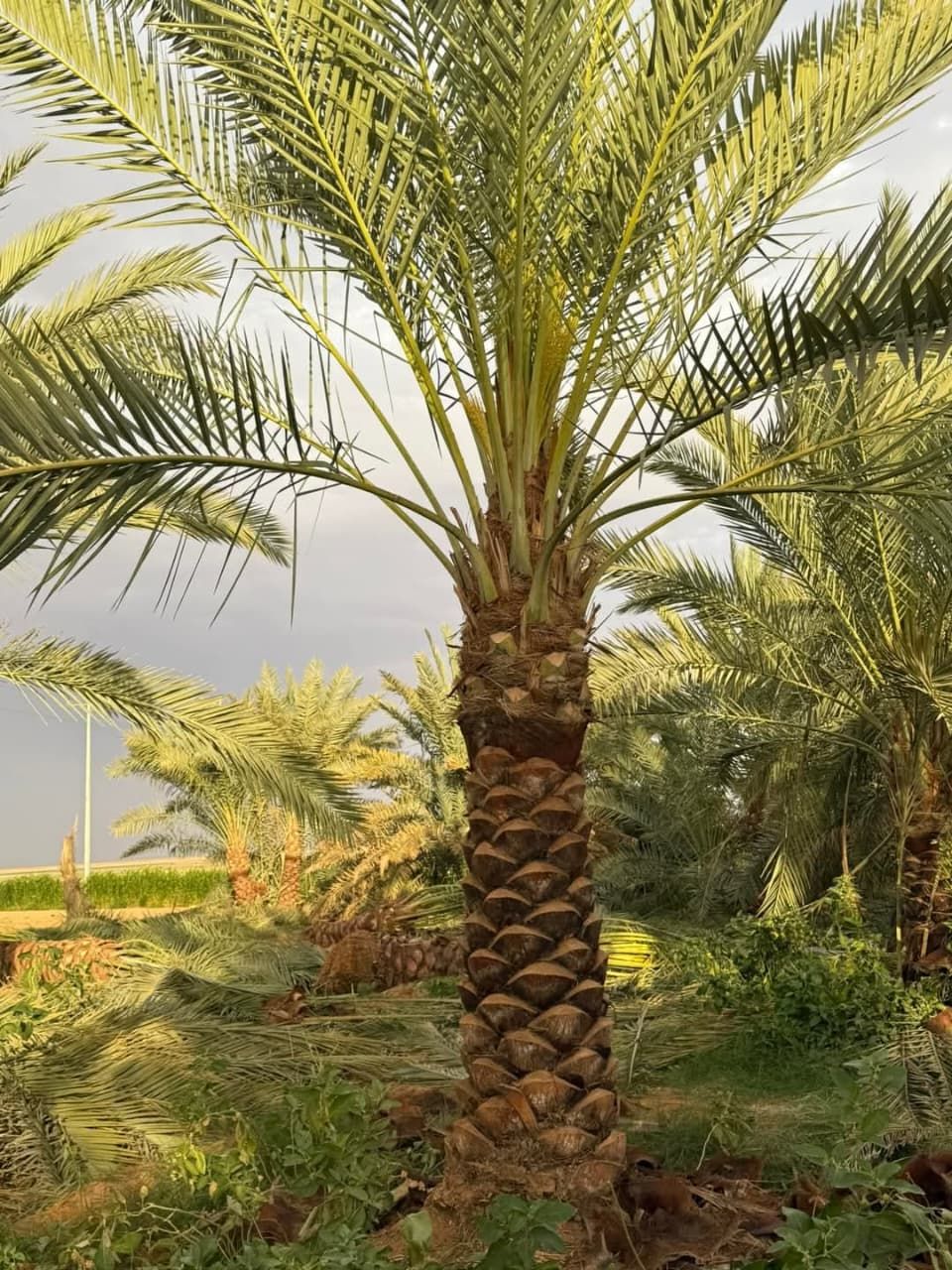 نقيل عربي جميع المقاسات فاخره