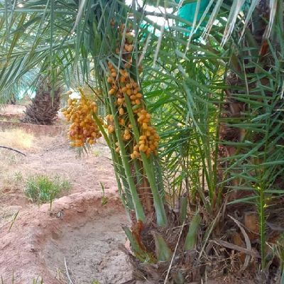 توريد وزراعة جميع انواع النخيل المثمرة