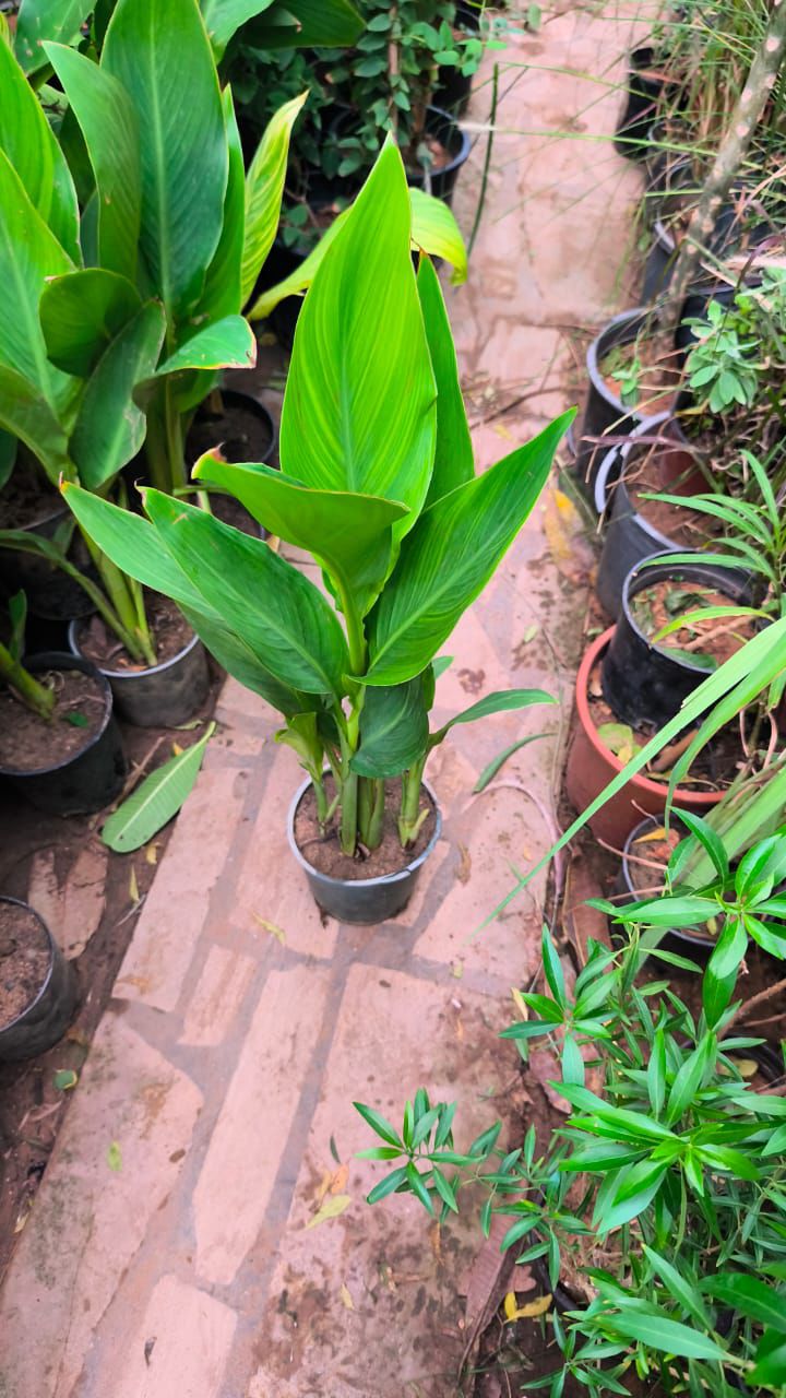 مشتل زراعي الرياض حي الملقا طريق الملك سلمان