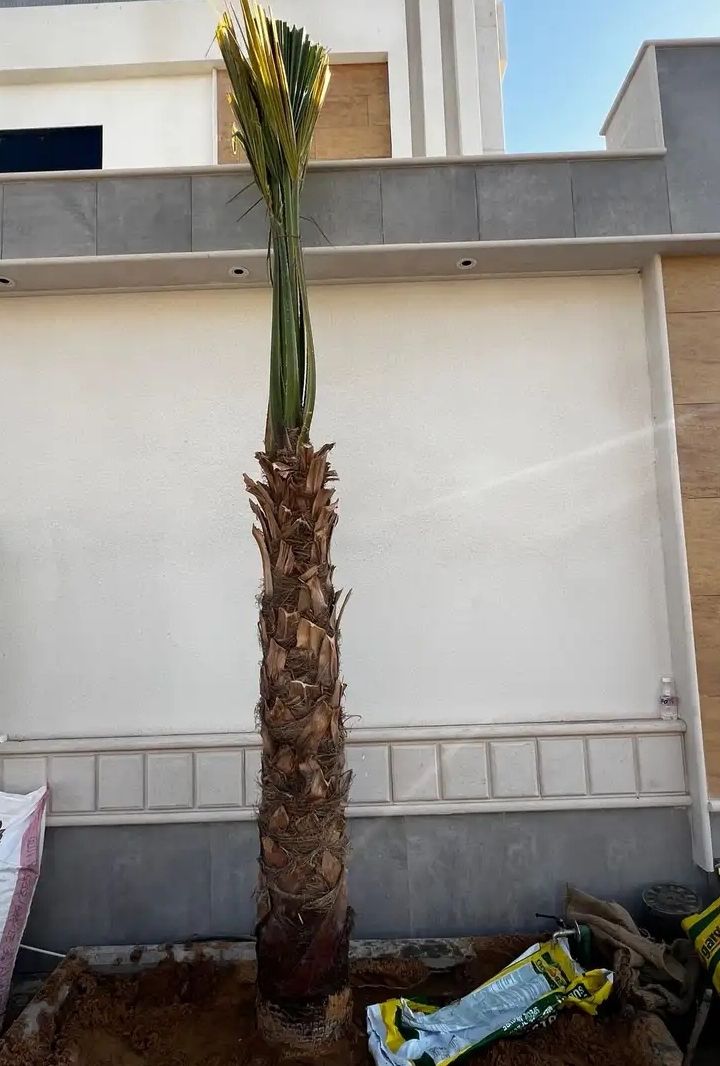 نخل وشنطانياء