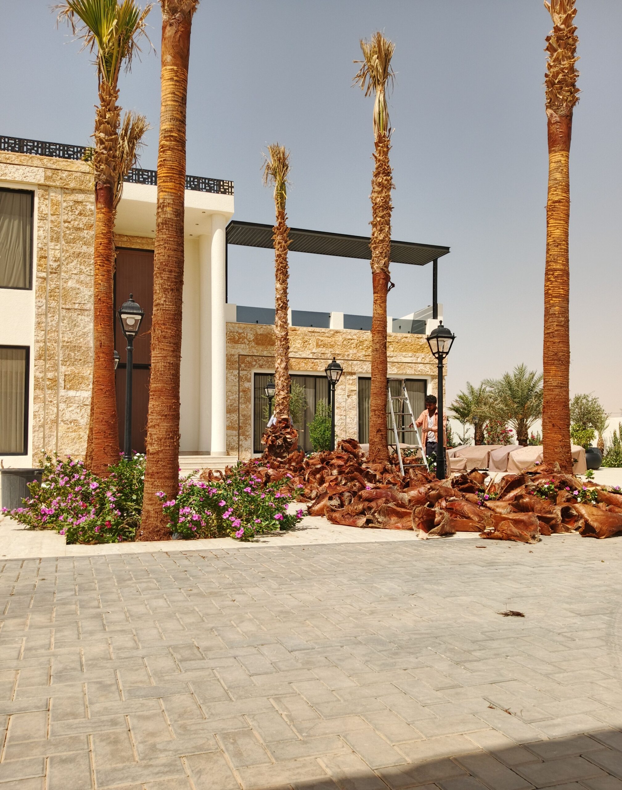 نخل وشنطونيا نخل عربي سرو ايطالي اشجار زيتون معمر