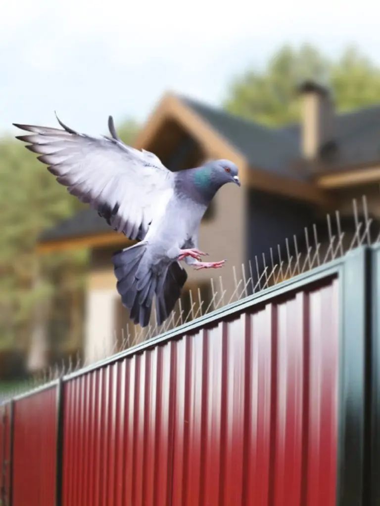 طارد حمام تركيب شبك اشواك مانع الطيور شركة تركيب ط