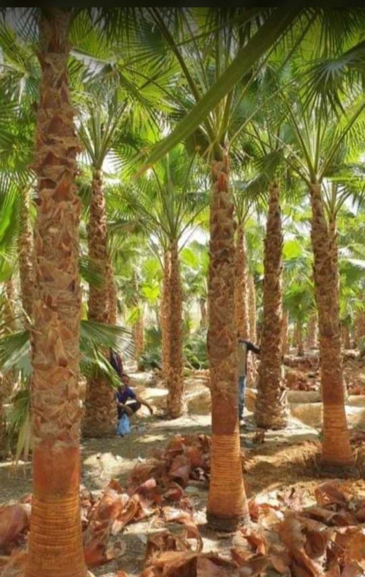 يوجد لدينا جميع انواع النخيل المثمر والواشنطن الزي