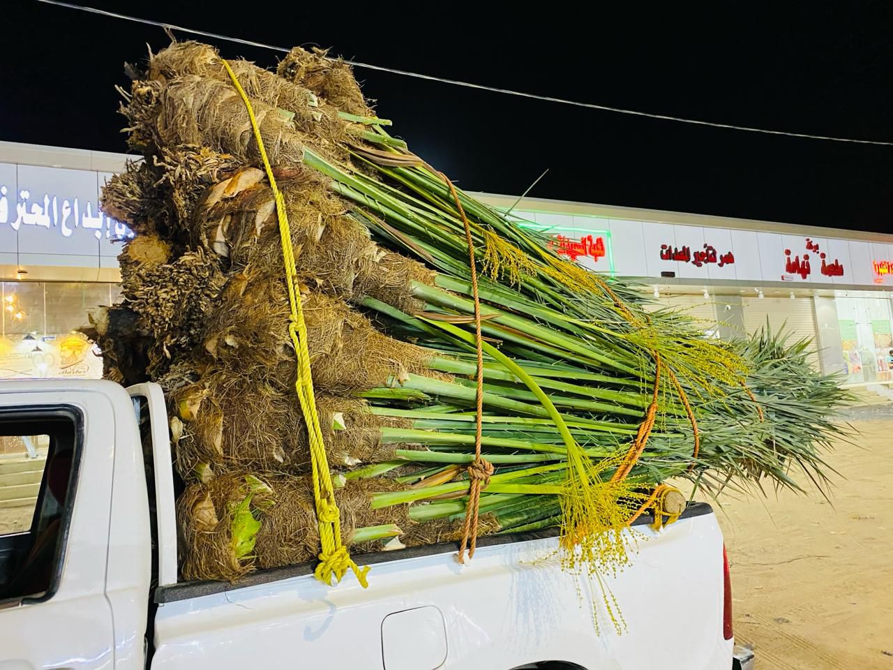 توريد جميع انواع النخيل وتركيب الشبوك القصيم