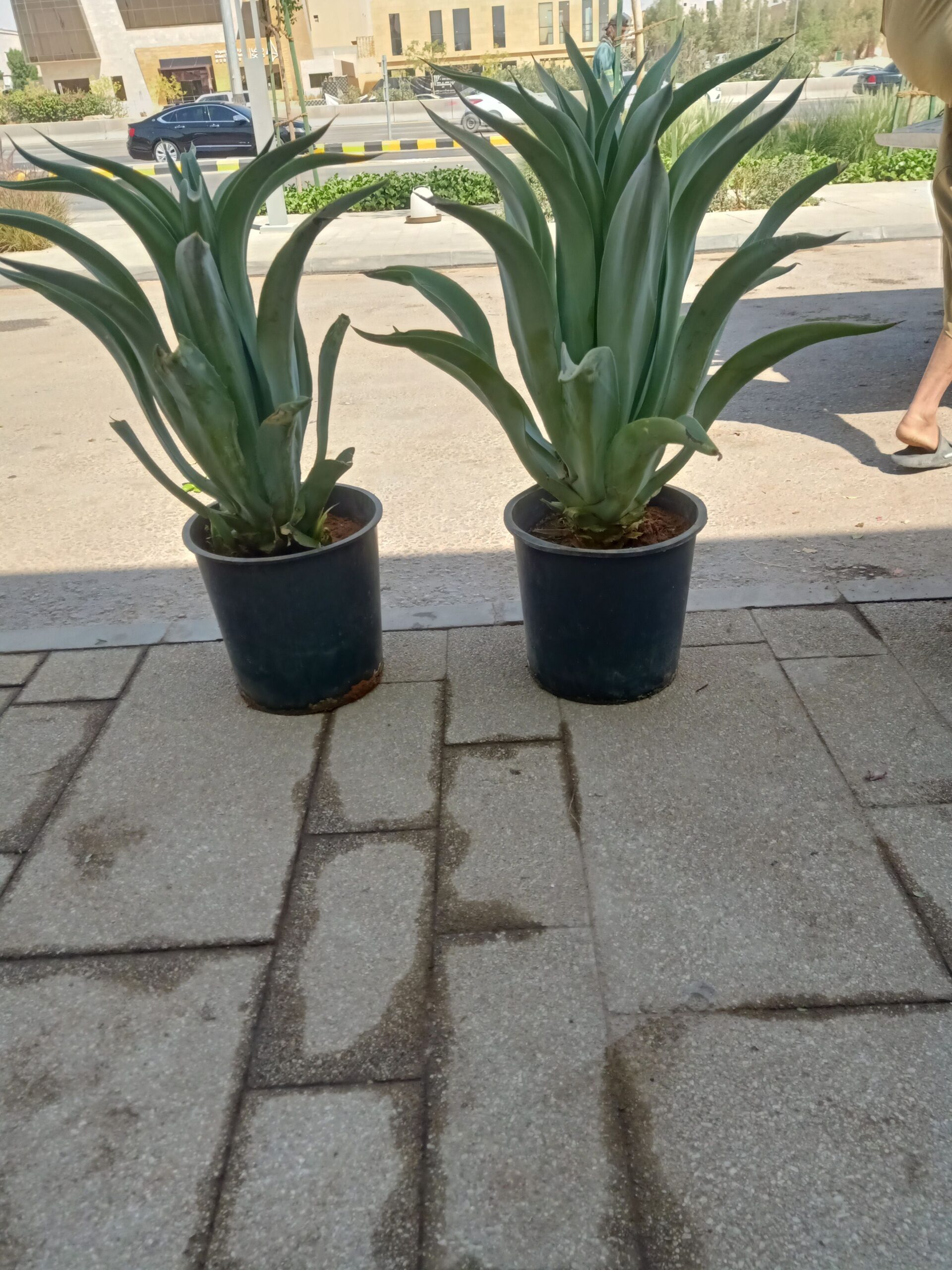 مشتل زراعي الرياض حي الملقا طريق الملك سلمان