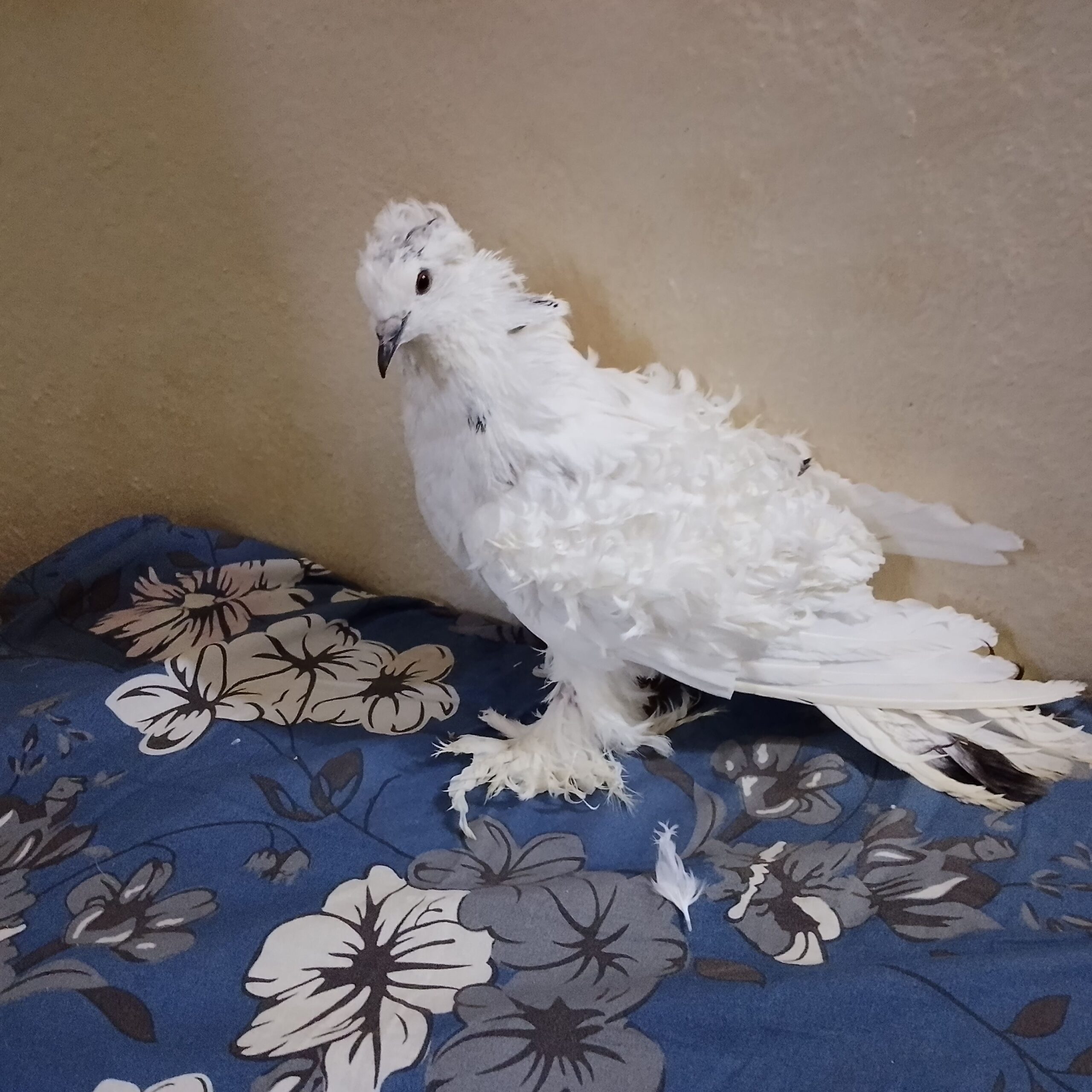 صامطه الخظراء