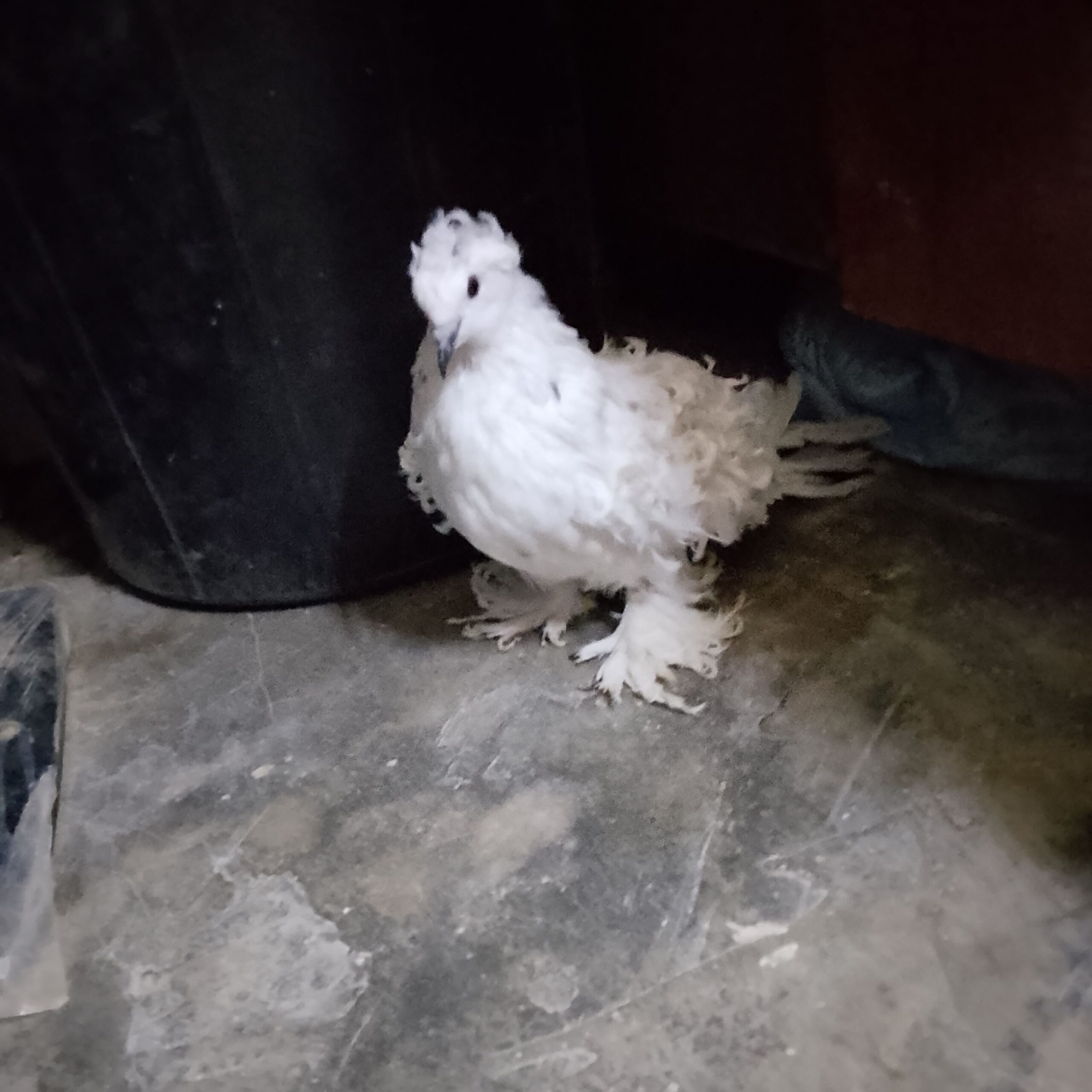 صامطه الخظراء