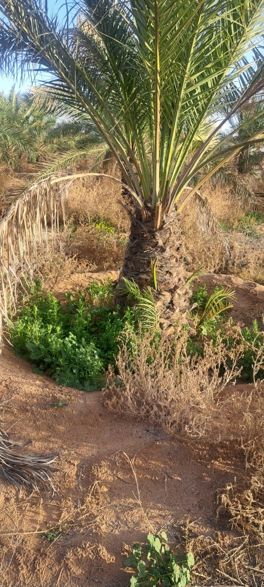 نخل للبيع بجميع انواعه ومقاساته