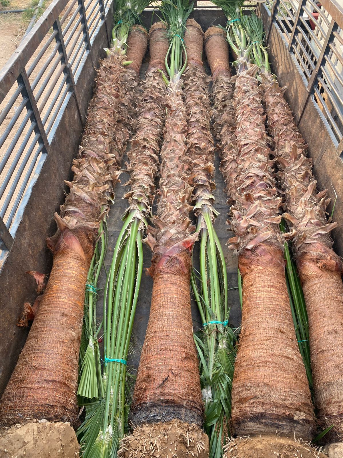 نخل واشنطن زينه أمريكي للبيع 0537883348