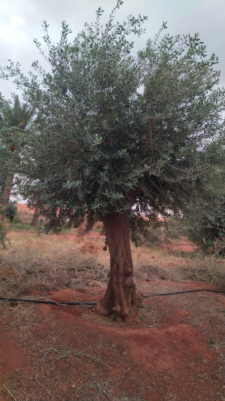 يوجد الدنيا زيتون بجميع أنواعها كبار وسط سغار