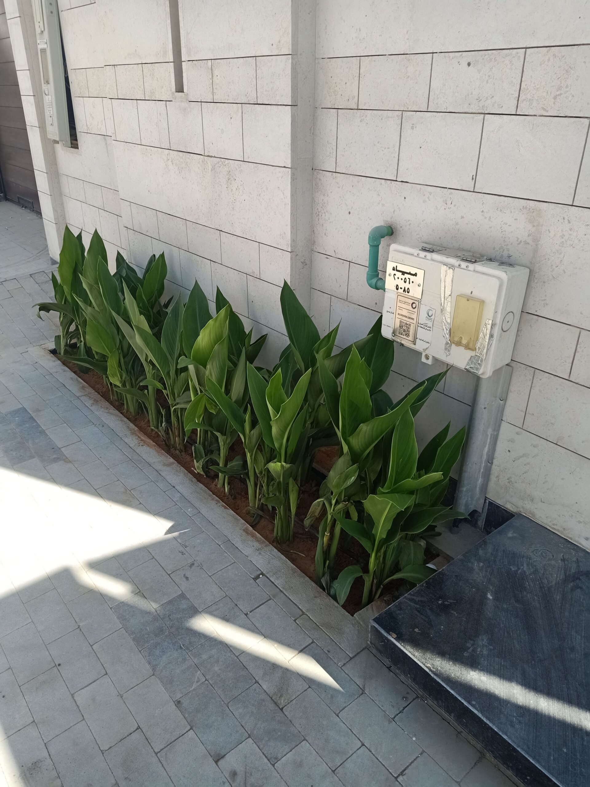 مشتل زراعي الرياض حي الملقا طريق الملك سلمان