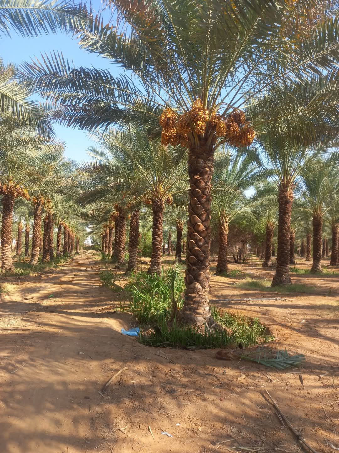 نخل وشنطونيا لزينت القصور والفلل والاستراحات والبي