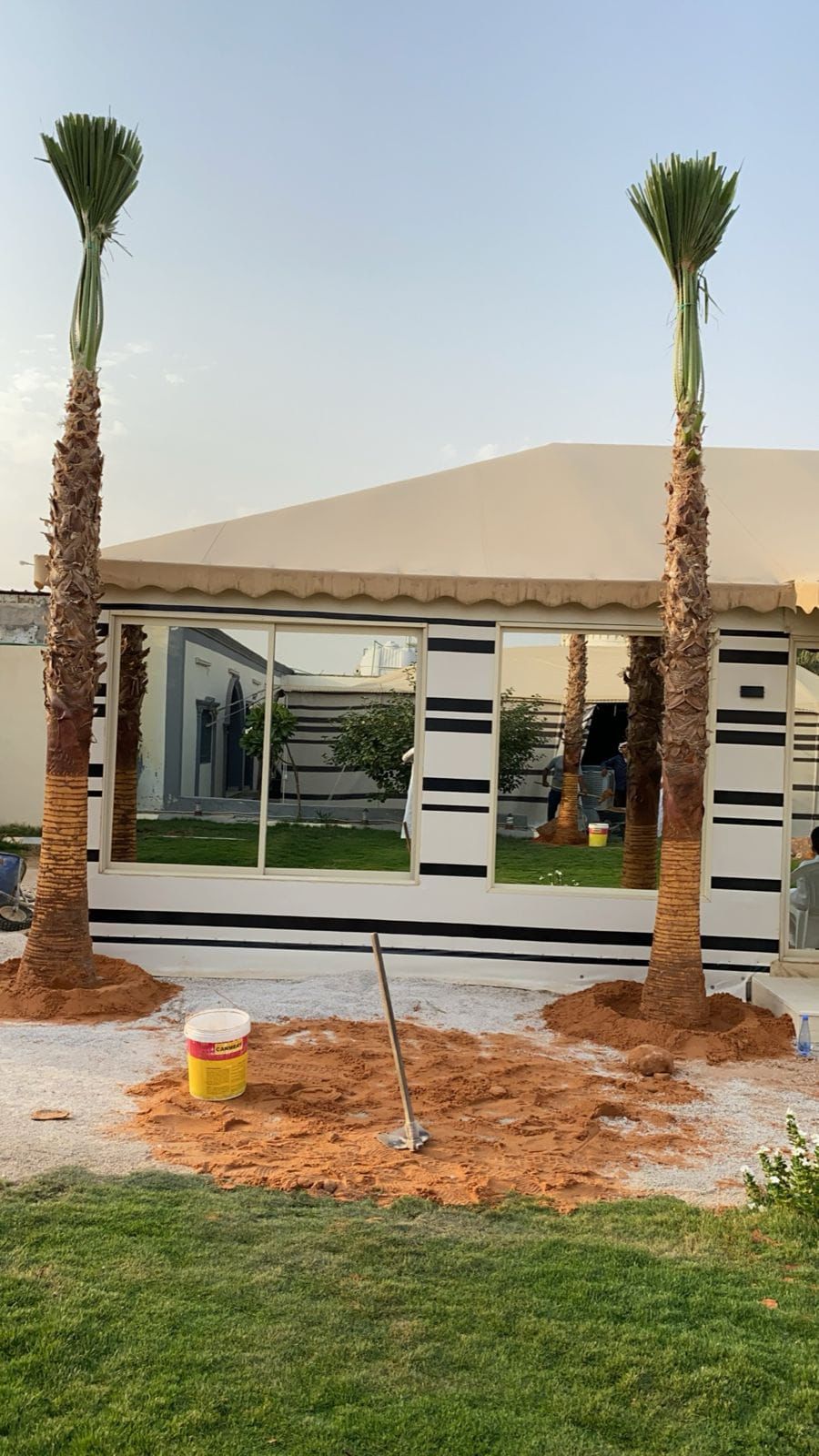 نخل واشنطن زينه أمريكي للبيع 0537883348