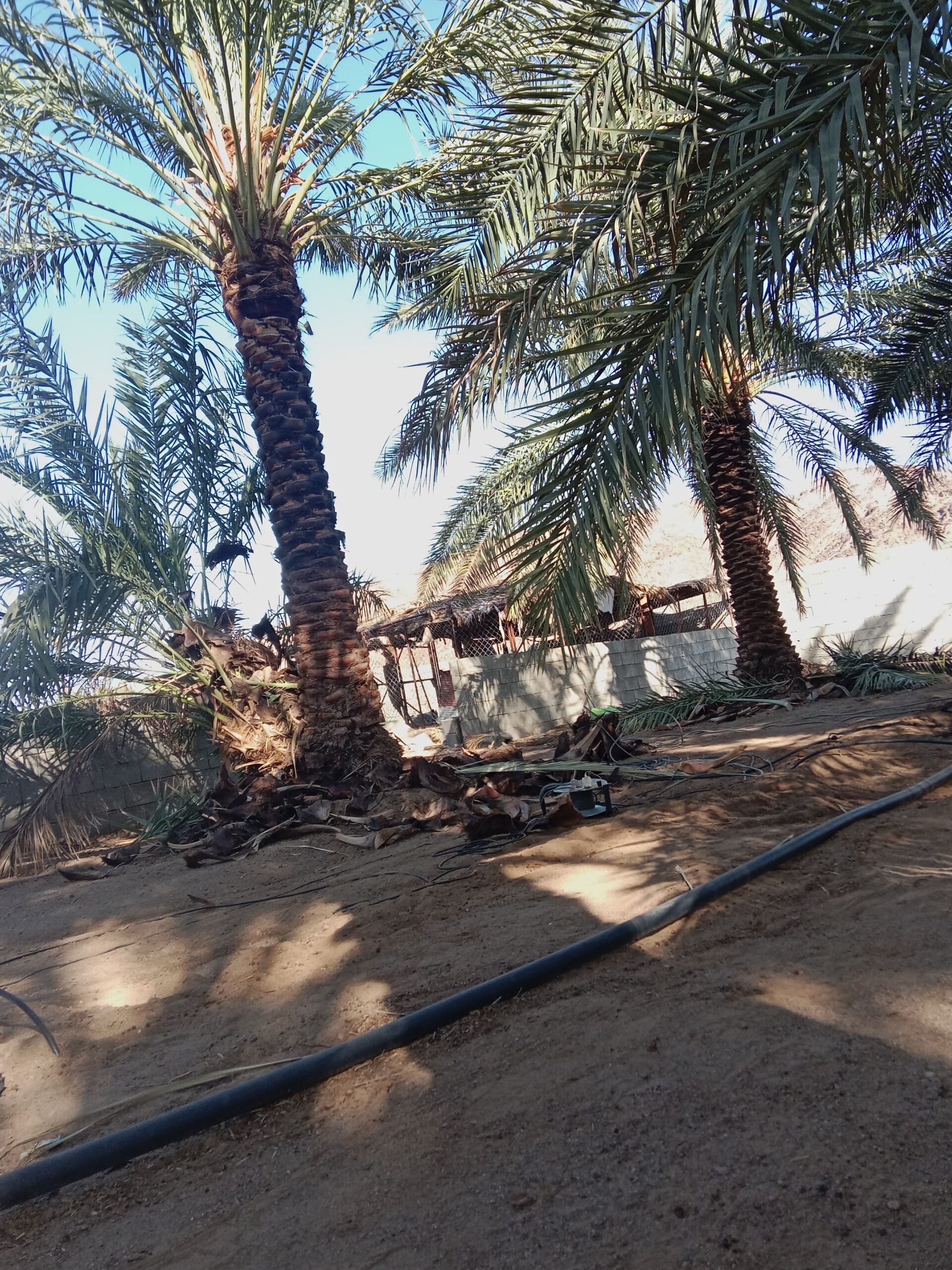 حبونا المنتشر