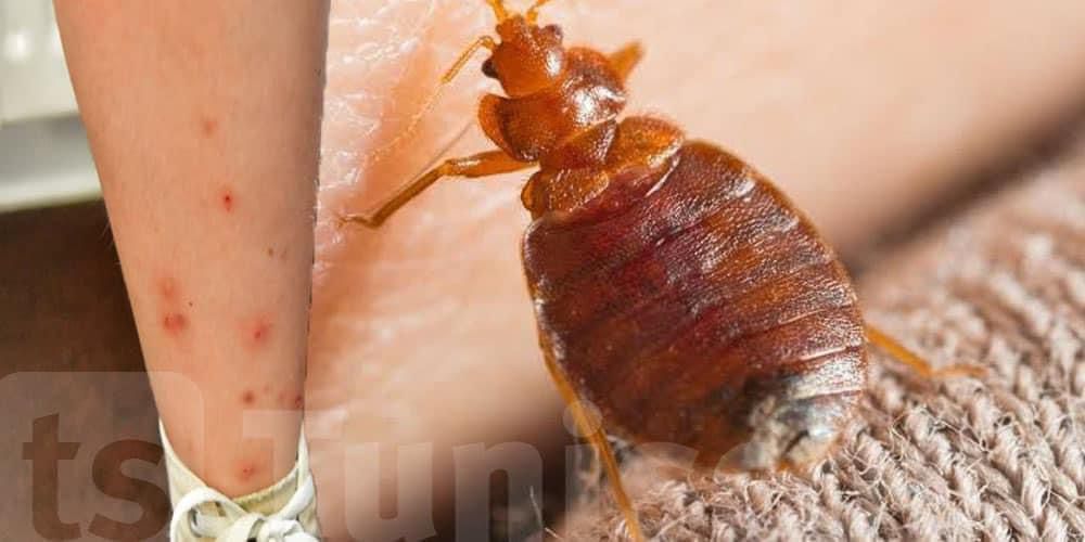 شركة مكافحة حشرات بمكة