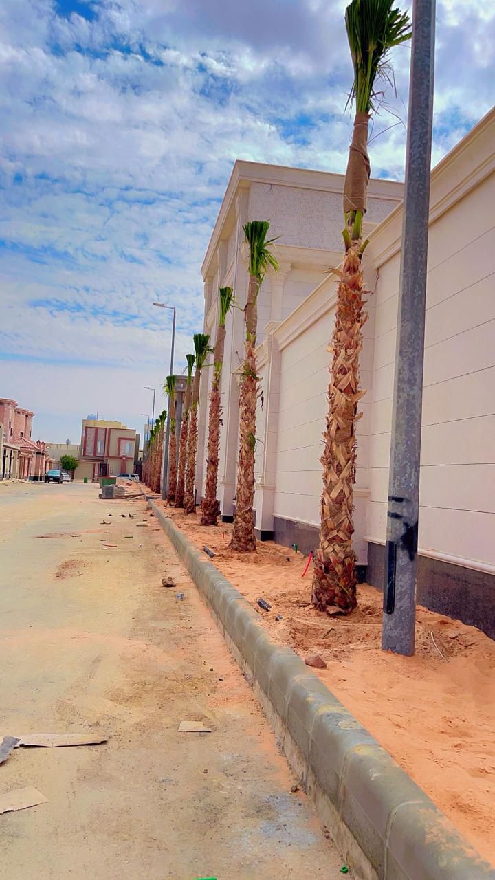 نخل واشنطن زينه أمريكي للبيع 0537883348