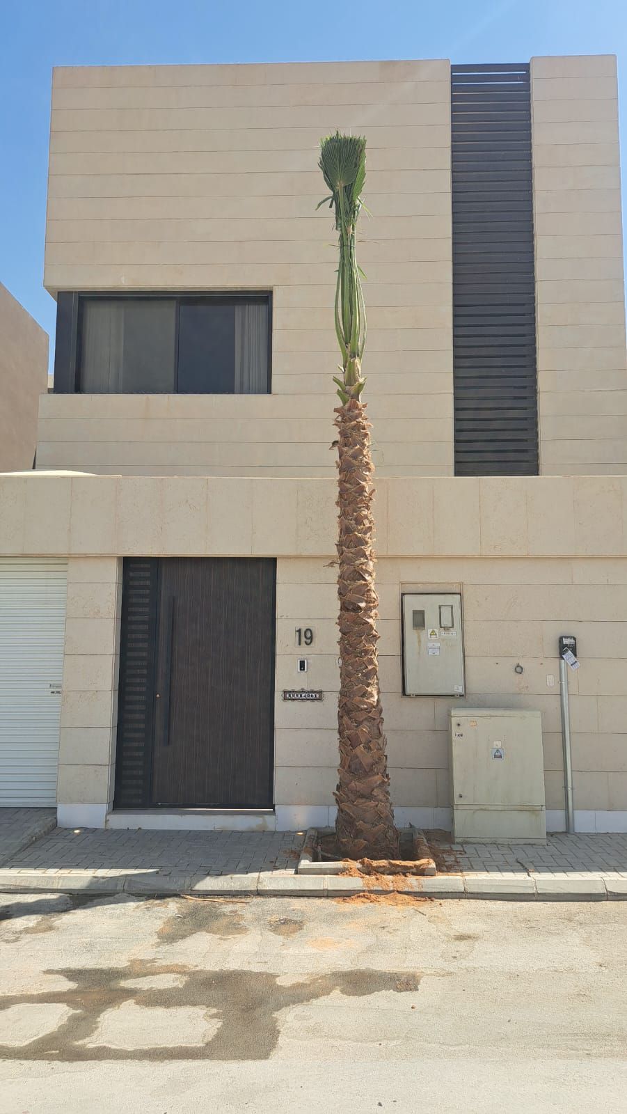 نخل واشنطن زينه أمريكي للبيع 0537883348