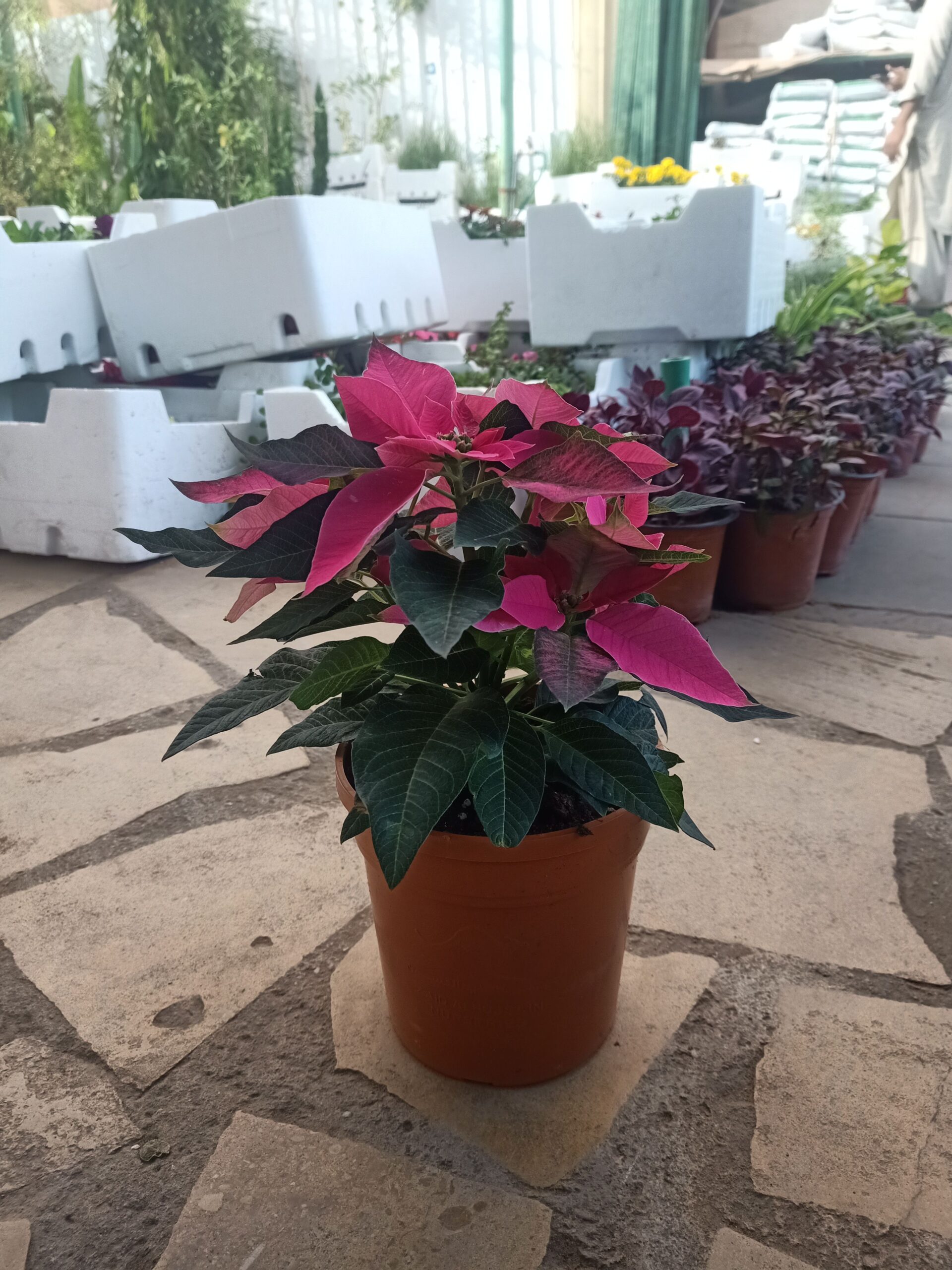 مشتل زراعي الرياض حي الملقا طريق الملك سلمان