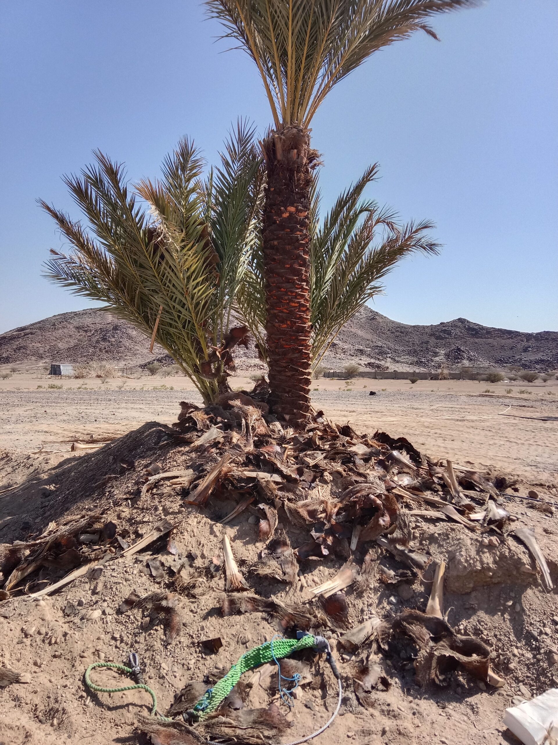 حبونا المنتشر