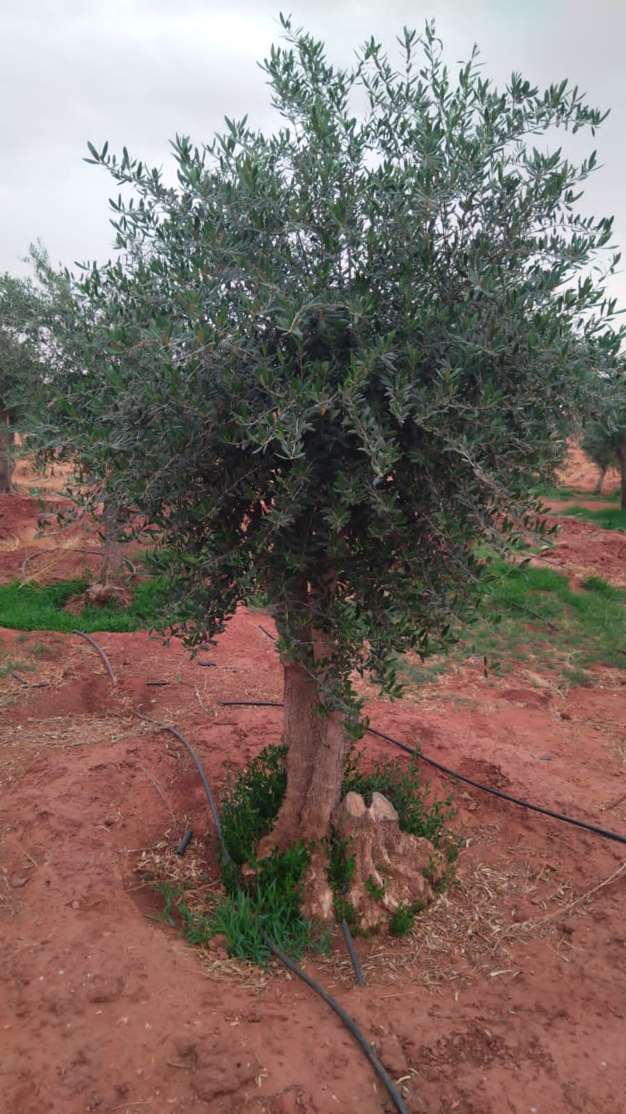 يوجد الدنيا زيتون بجميع أنواعها كبار وسط سغار