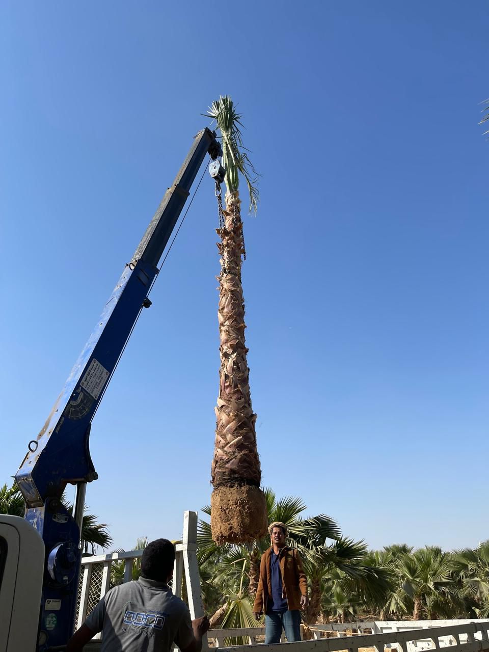 نخل واشنطن زينه أمريكي للبيع