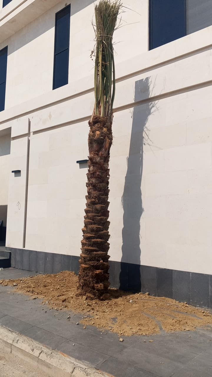 نخل الرياض واشنطني زينه امريكي ابومروحه درجه اولى