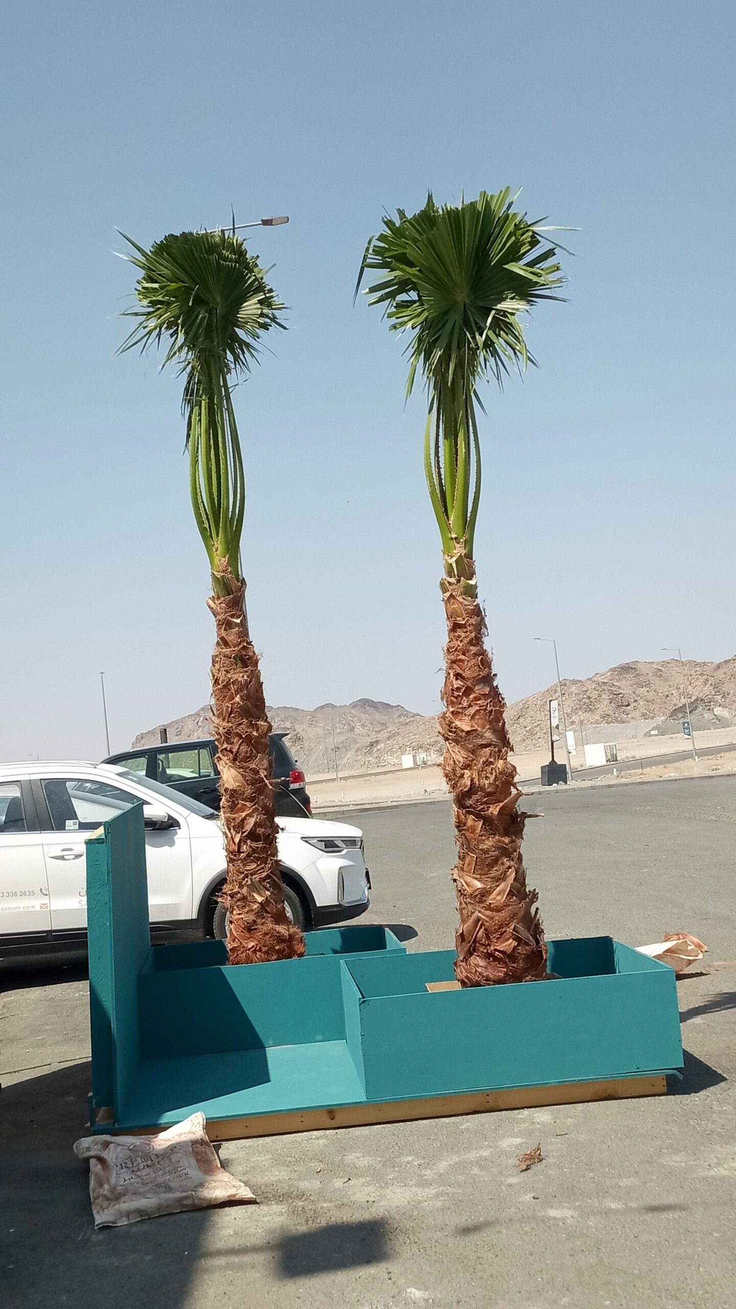 نخل للبيع جده مكه