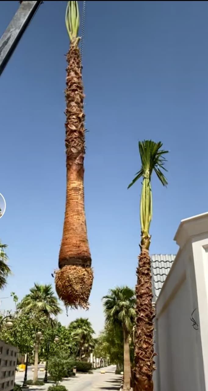 نخل للبيع بجميع انواعه وكافت مقاساته المختلفة وقسم