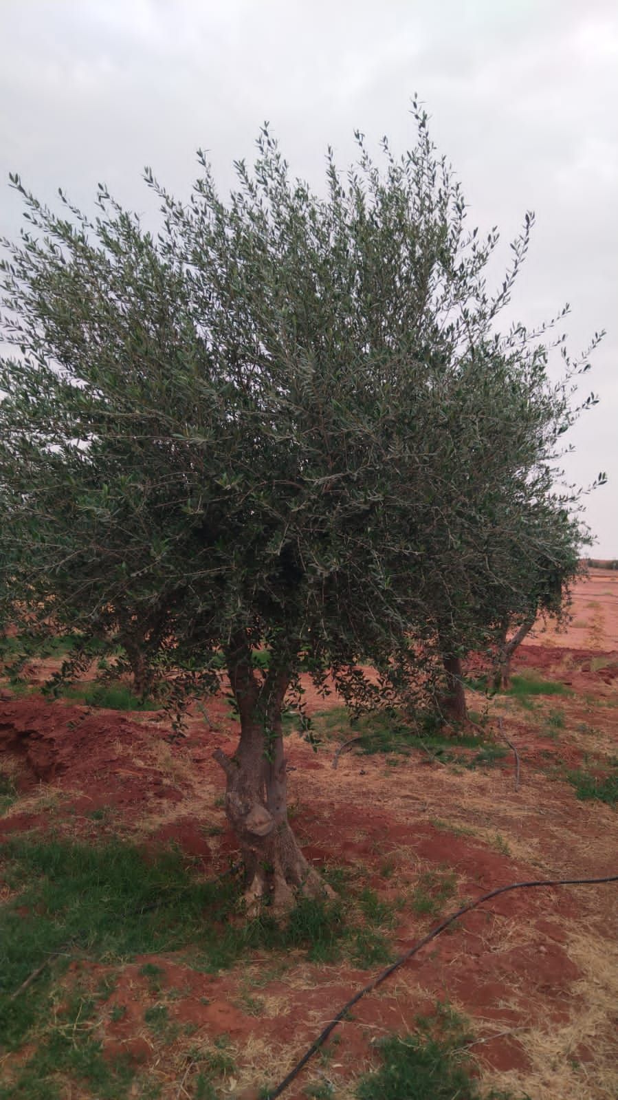 يوجد الدنيا زيتون بجميع أنواعها كبار وسط سغار حياك