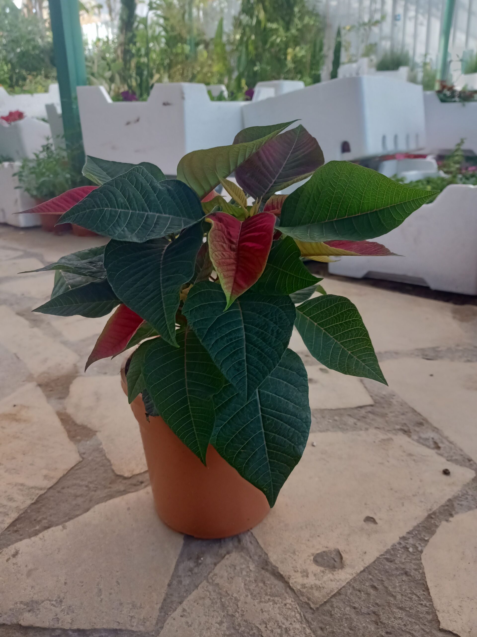 مشتل زراعي الرياض حي الملقا طريق الملك سلمان