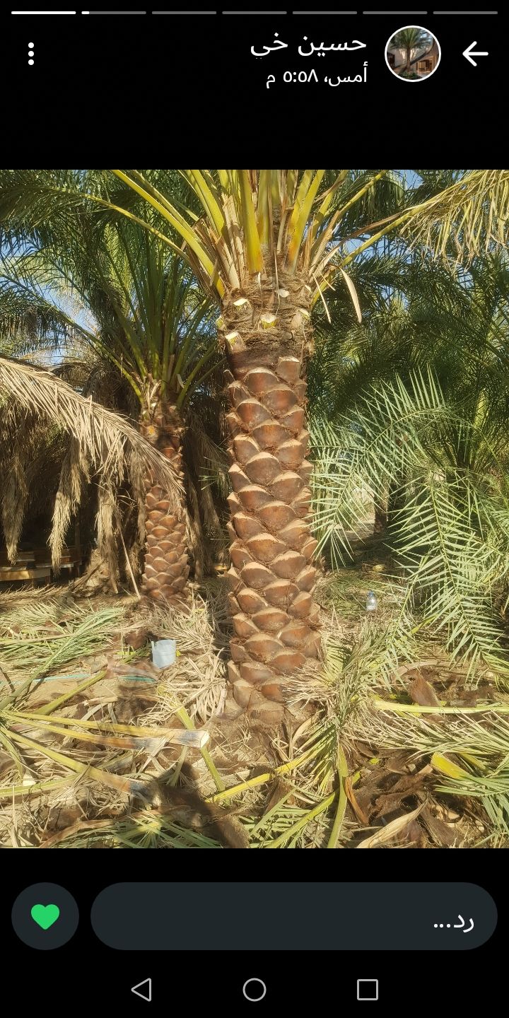 نخيل عربي جميع المقسات متوفره