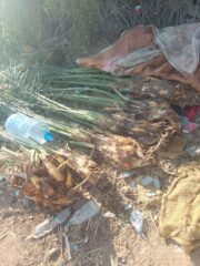 25705f53-eaca-4b67-98c7-d4ad7a152598