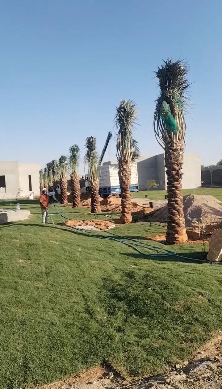 نخل للبيع بجميع انواعه وكافت مقاساته المختلفة وقسم