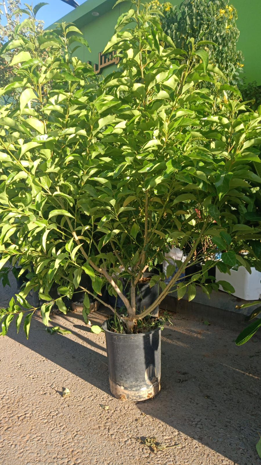 الرياض حي الملقا طريق الملك سلمان