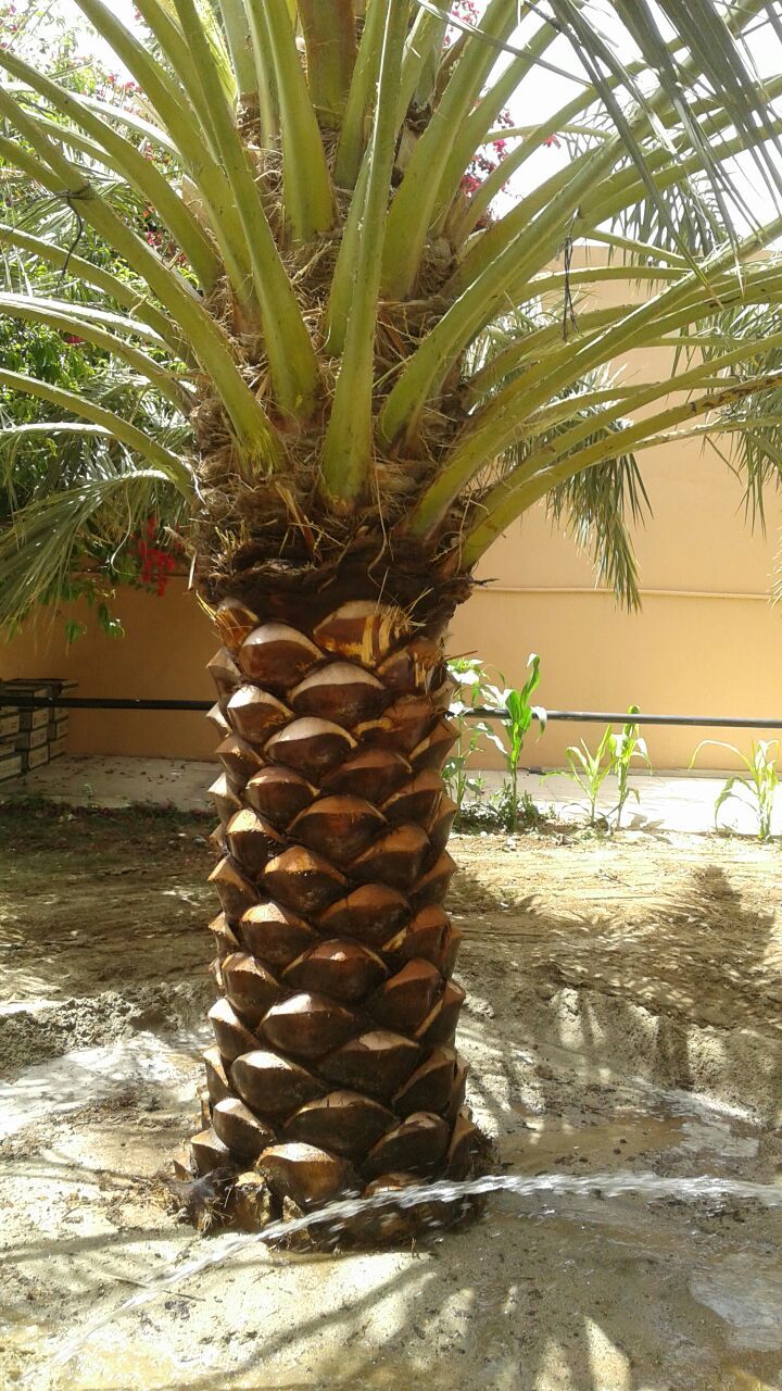 ابو سالم لجميع انوع انخيل لتوريد وزراع